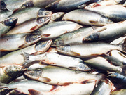 Свежемороженая рыба и прочие морепродукты