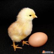 Инкубационные яйца кур