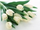 продам тюльпаны оптом к 8 марта