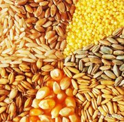 Куплю зерновые дорого по всей территории Украины