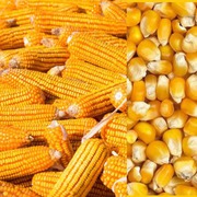 Куплю зерновые по всей территории Украины
